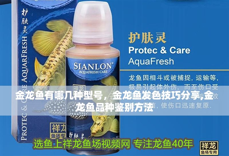金龍魚有哪幾種型號，金龍魚發色技巧分享,金龍魚品種鑒別方法 金龍魚有哪幾種型號，金龍魚發色技巧分享,金龍魚品種鑒別方法 龍魚百科 第2張