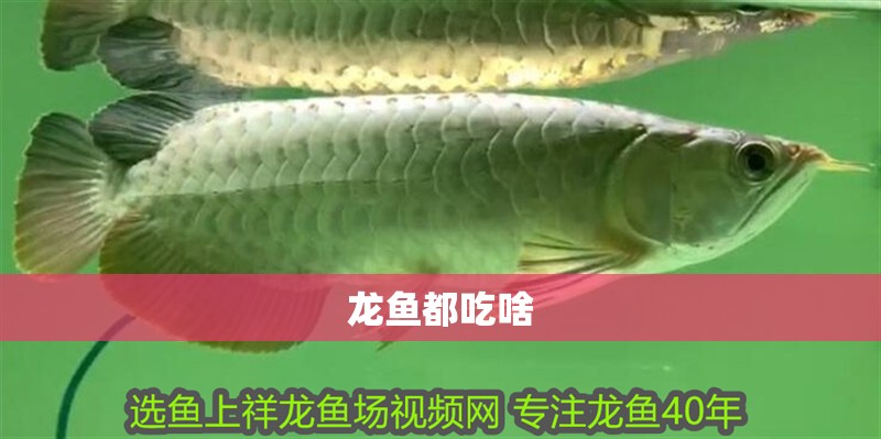 龍魚都吃啥 龍魚都吃啥 龍魚百科 第2張