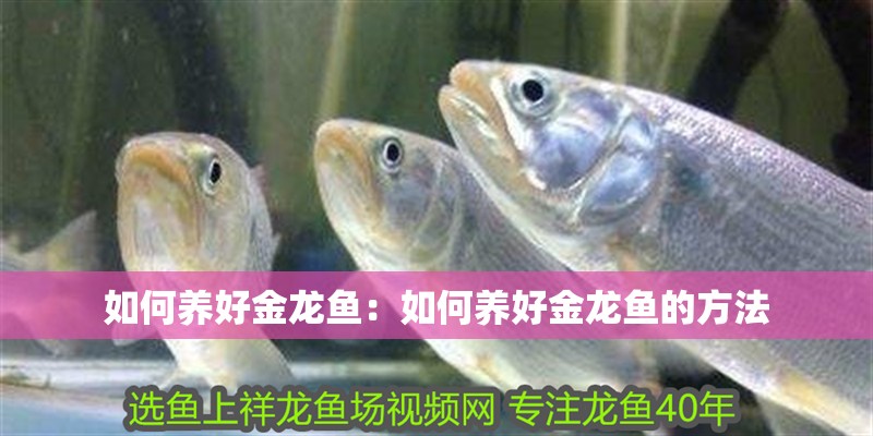 如何養(yǎng)好金龍魚(yú)：如何養(yǎng)好金龍魚(yú)的方法
