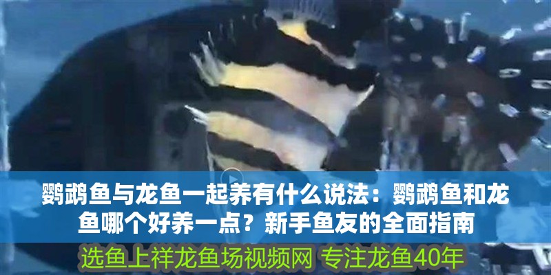 鸚鵡魚與龍魚一起養有什么說法：鸚鵡魚和龍魚哪個好養一點？新手魚友的全面指南