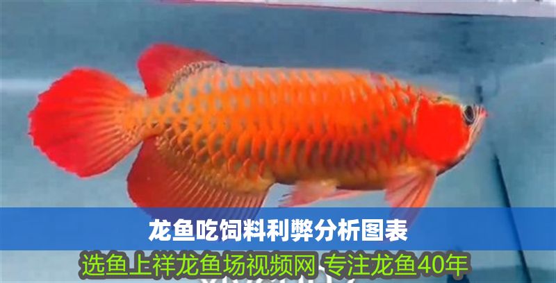 龍魚吃飼料利弊分析圖表