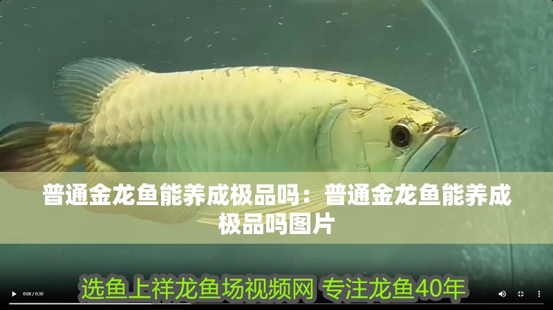 普通金龍魚能養成極品嗎：普通金龍魚能養成極品嗎圖片