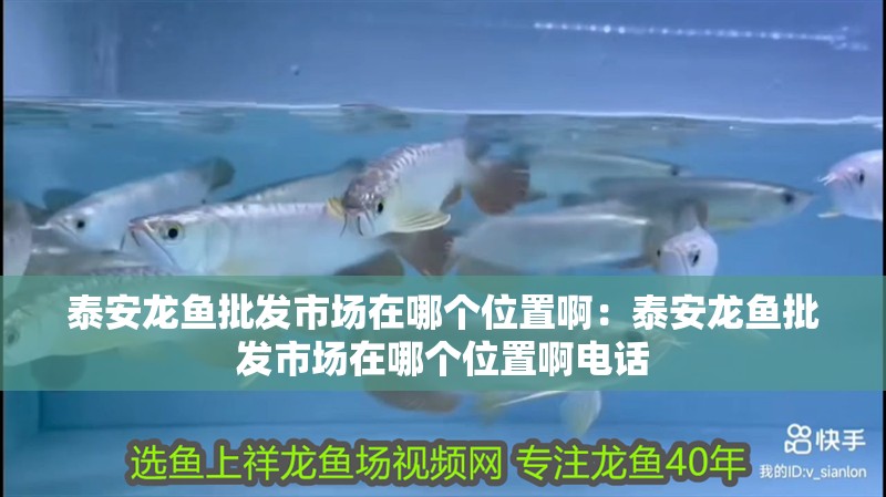 泰安龍魚批發(fā)市場(chǎng)在哪個(gè)位置啊：泰安龍魚批發(fā)市場(chǎng)在哪個(gè)位置啊電話