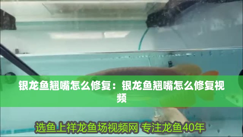 銀龍魚翹嘴怎么修復：銀龍魚翹嘴怎么修復視頻