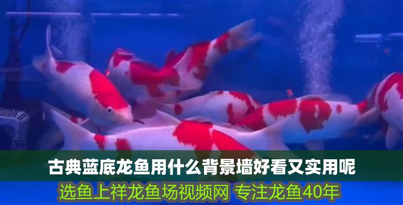 古典藍底龍魚用什么背景墻好看又實用呢