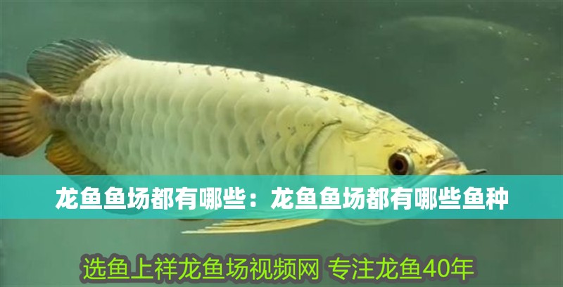 龍魚魚場都有哪些:龍魚魚場都有哪些魚種 水族問答 龍魚魚場都有哪些:龍魚魚場都有哪些魚種 龍魚魚場都有哪些:龍魚魚場都有哪些魚種 水族問答
