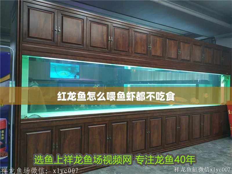 紅龍魚怎么喂魚蝦都不吃食