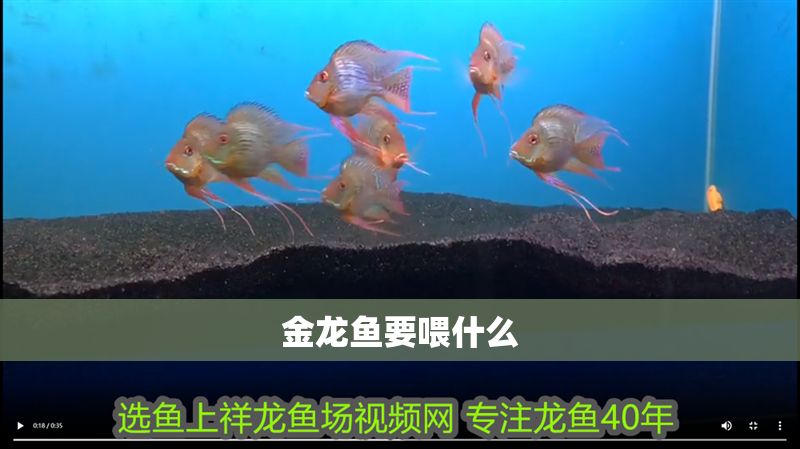 金龍魚要喂什么