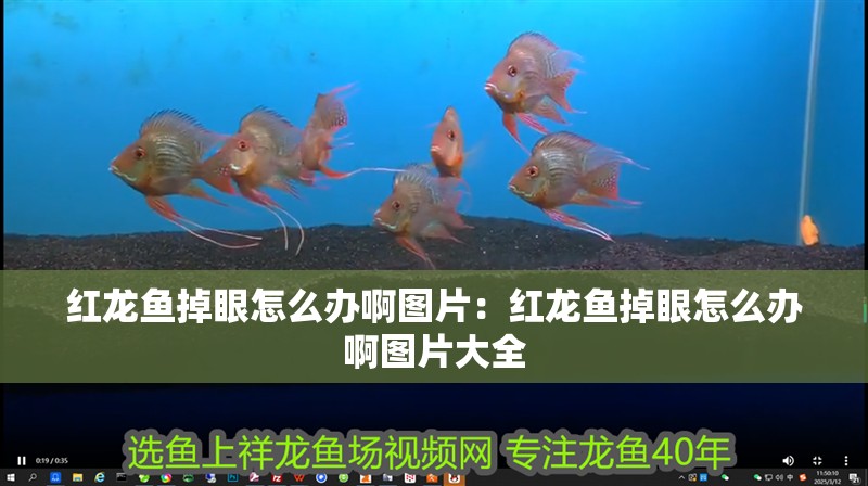 紅龍魚掉眼怎么辦啊圖片：紅龍魚掉眼怎么辦啊圖片大全