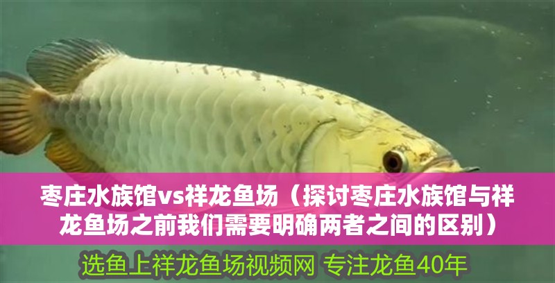 棗莊水族館vs祥龍魚場（探討棗莊水族館與祥龍魚場之前我們需要明確兩者之間的區別） 棗莊水族館vs祥龍魚場（探討棗莊水族館與祥龍魚場之前我們需要明確兩者之間的區別） 全國水族館企業名錄 第1張