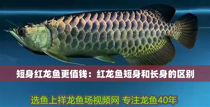 銀龍魚養殖技術視頻教程全集(銀龍魚養殖技術教學視頻)