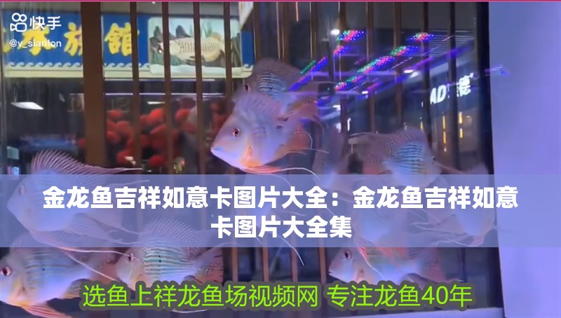 金龍魚吉祥如意卡圖片大全：金龍魚吉祥如意卡圖片大全集