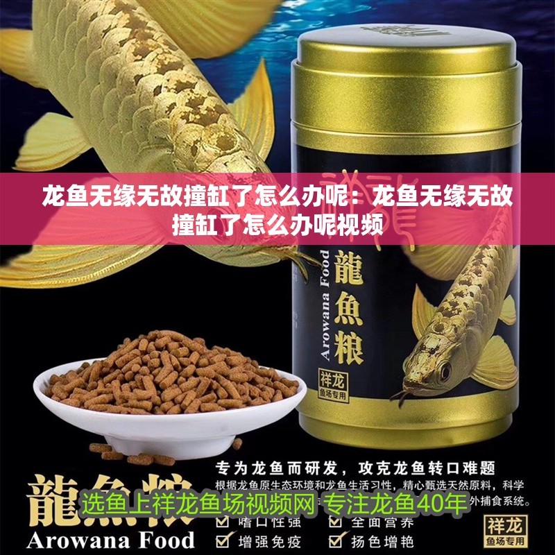 龍魚無緣無故撞缸了怎么辦呢：龍魚無緣無故撞缸了怎么辦呢視頻