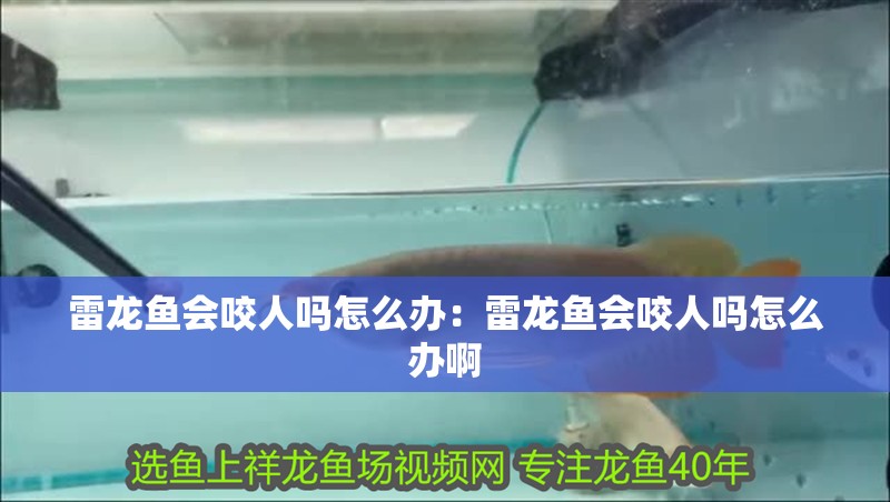 雷龍魚會(huì)咬人嗎怎么辦：雷龍魚會(huì)咬人嗎怎么辦啊