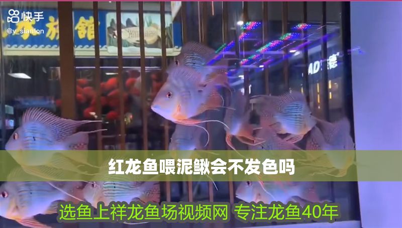 紅龍魚喂泥鰍會(huì)不發(fā)色嗎
