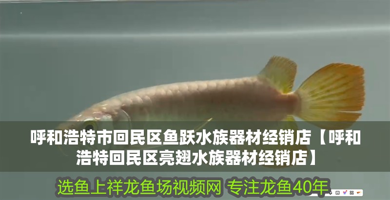 呼和浩特市回民區魚躍水族器材經銷店【呼和浩特回民區亮翅水族器材經銷店】