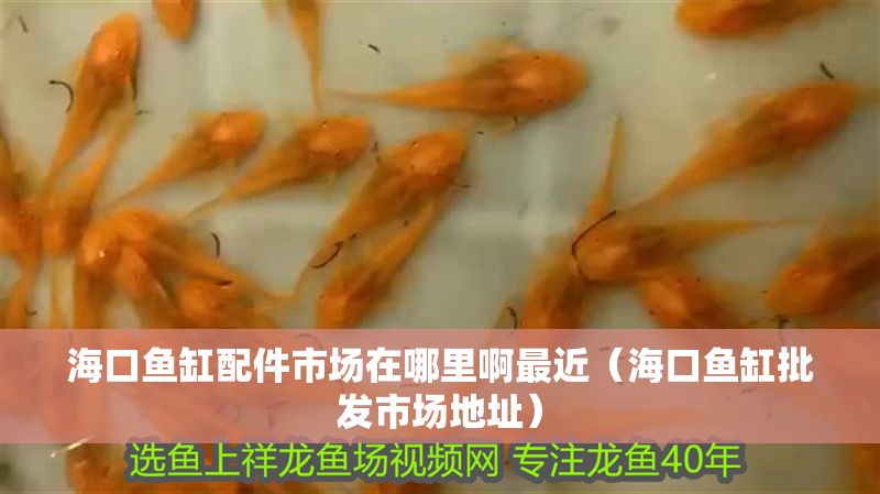海口魚缸配件市場在哪里啊最近(海口魚缸批發市場地址) 龍魚百科 第1張 海口魚缸配件市場在哪里啊最近(海口魚缸批發市場地址) 海口魚缸配件市場在哪里啊最近(海口魚缸批發市場地址) 龍魚百科 第1張
