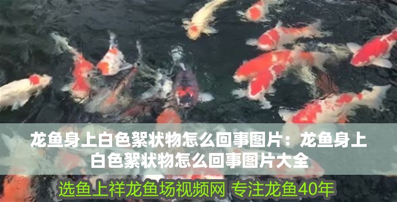 龍魚身上白色絮狀物怎么回事圖片：龍魚身上白色絮狀物怎么回事圖片大全 龍魚身上白色絮狀物怎么回事圖片：龍魚身上白色絮狀物怎么回事圖片大全 水族問答