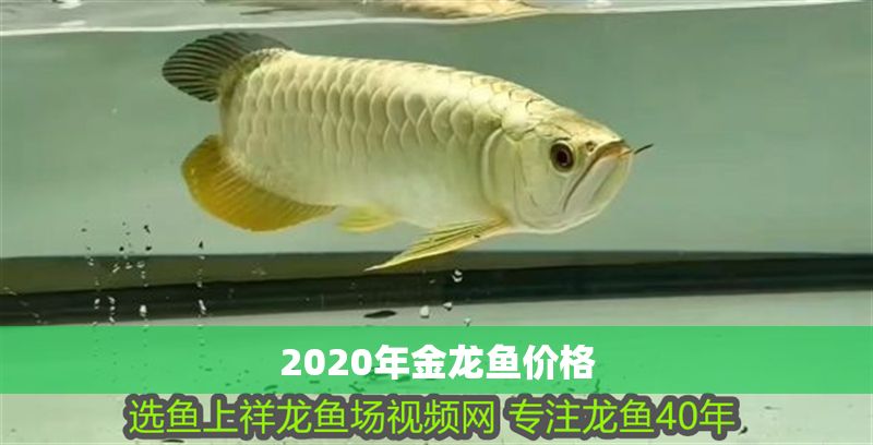 2020年金龍魚價格