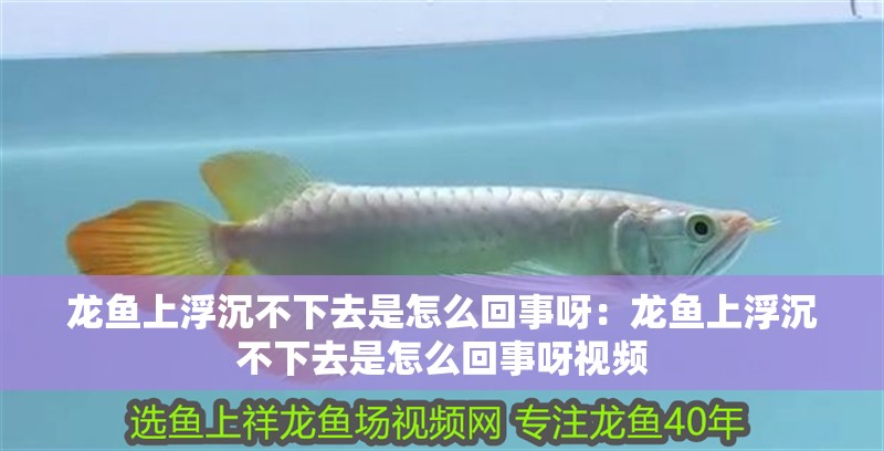 龍魚上浮沉不下去是怎么回事呀:龍魚上浮沉不下去是怎么回事呀視頻 水族問答 龍魚上浮沉不下去是怎么回事呀:龍魚上浮沉不下去是怎么回事呀視頻 龍魚上浮沉不下去是怎么回事呀:龍魚上浮沉不下去是怎么回事呀視頻 水族問答