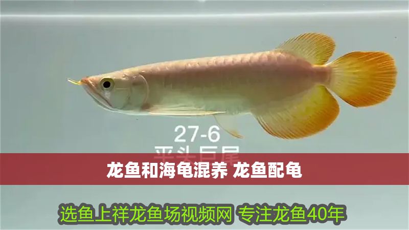 龍魚和海龜混養 龍魚配龜
