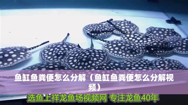 魚缸魚糞便怎么分解（魚缸魚糞便怎么分解視頻）
