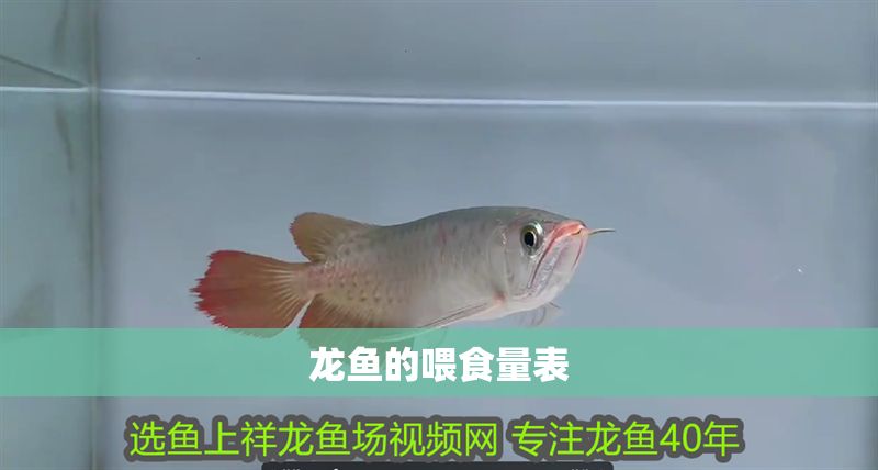 龍魚的喂食量表