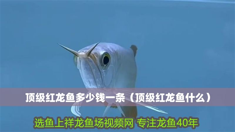 頂級紅龍魚多少錢一條（頂級紅龍魚什么）