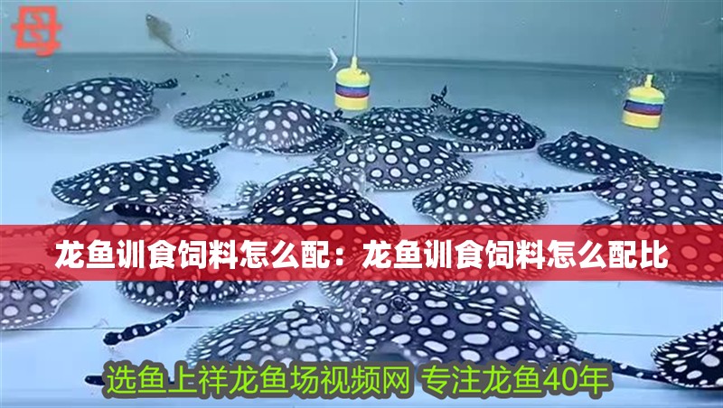 龍魚訓(xùn)食飼料怎么配：龍魚訓(xùn)食飼料怎么配比