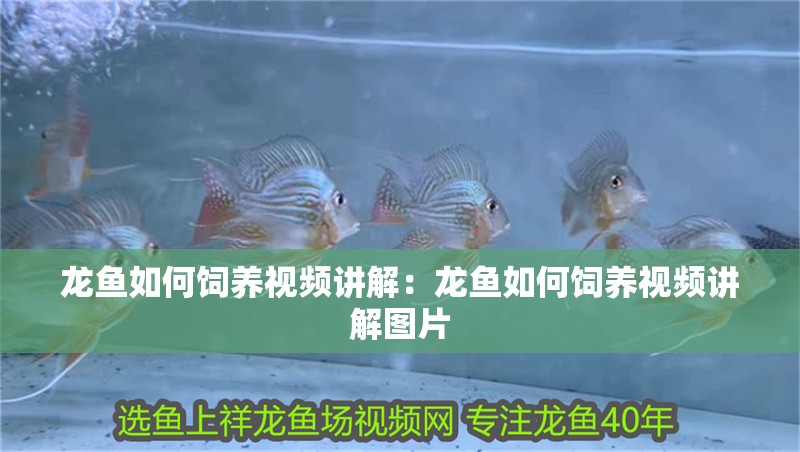 龍魚如何飼養視頻講解：龍魚如何飼養視頻講解圖片