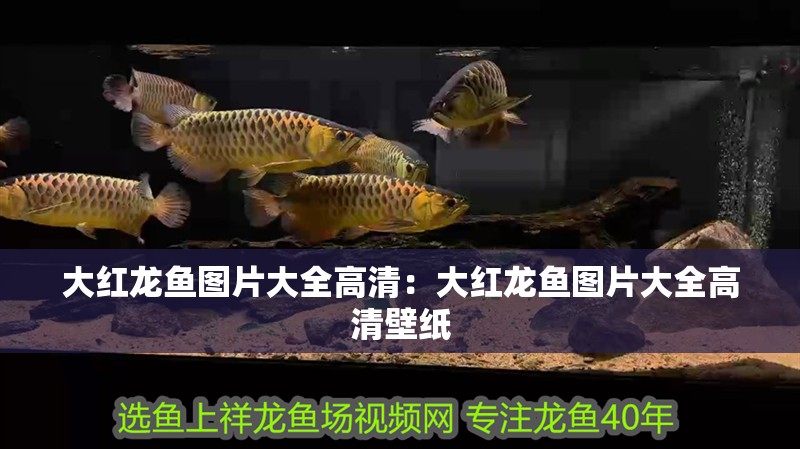 大紅龍魚圖片大全高清：大紅龍魚圖片大全高清壁紙 大紅龍魚圖片大全高清：大紅龍魚圖片大全高清壁紙 水族問答