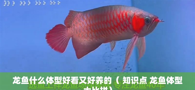 龍魚什么體型好看又好養的（ 知識點 龍魚體型大比拼）