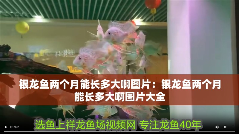 銀龍魚兩個月能長多大啊圖片：銀龍魚兩個月能長多大啊圖片大全
