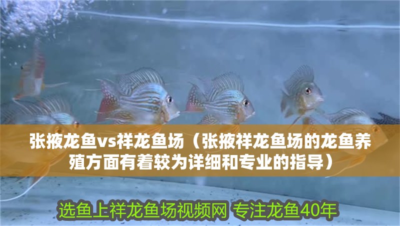 張掖龍魚vs祥龍魚場（張掖祥龍魚場的龍魚養殖方面有著較為詳細和專業的指導）