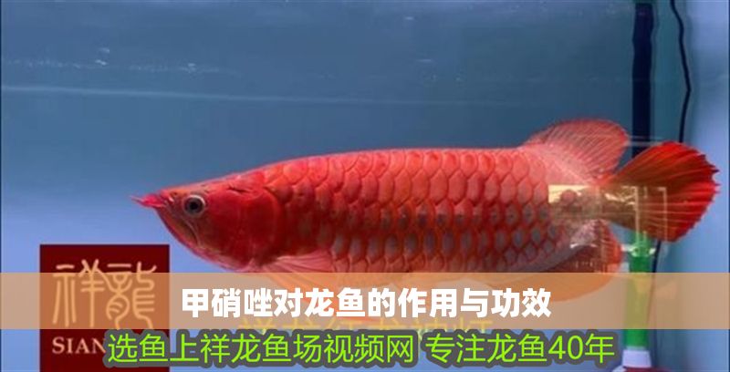 甲硝唑對龍魚的作用與功效