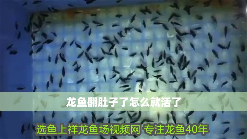 龍魚翻肚子了怎么就活了