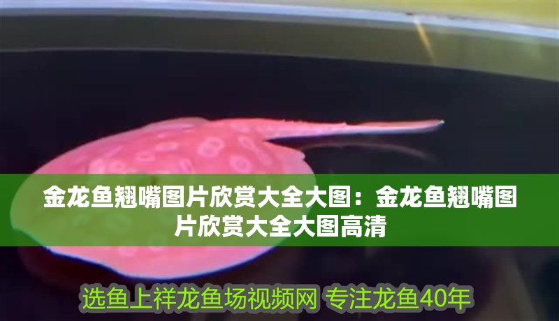 金龍魚翹嘴圖片欣賞大全大圖：金龍魚翹嘴圖片欣賞大全大圖高清