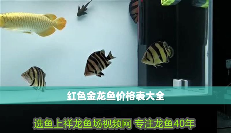 紅色金龍魚價格表大全