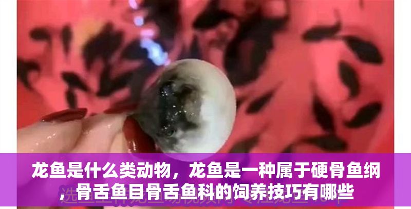 龍魚(yú)是什么類(lèi)動(dòng)物，龍魚(yú)是一種屬于硬骨魚(yú)綱，骨舌魚(yú)目骨舌魚(yú)科的飼養(yǎng)技巧有哪些