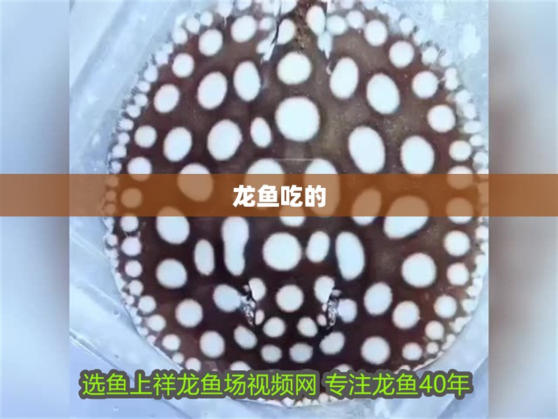 龍魚吃的
