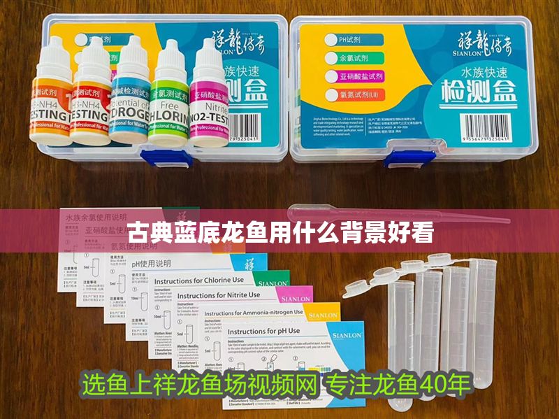 古典藍(lán)底龍魚用什么背景好看