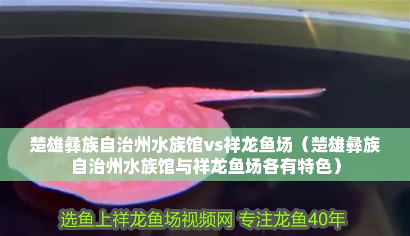 楚雄彝族自治州水族館vs祥龍魚場（楚雄彝族自治州水族館與祥龍魚場各有特色）