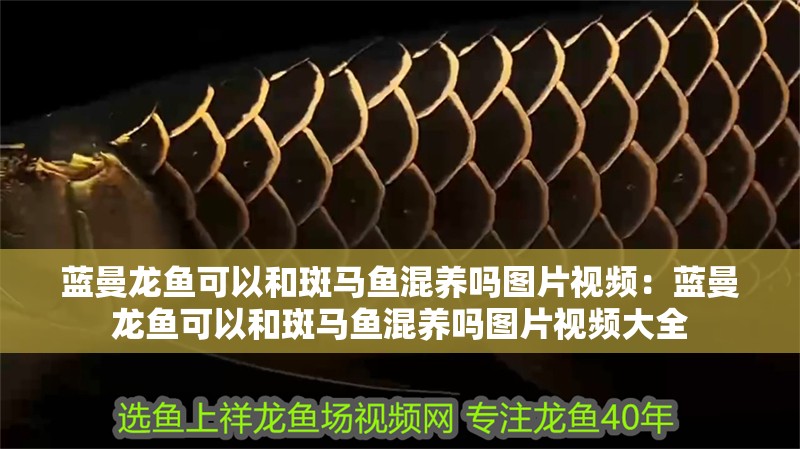 藍曼龍魚可以和斑馬魚混養嗎圖片視頻：藍曼龍魚可以和斑馬魚混養嗎圖片視頻大全