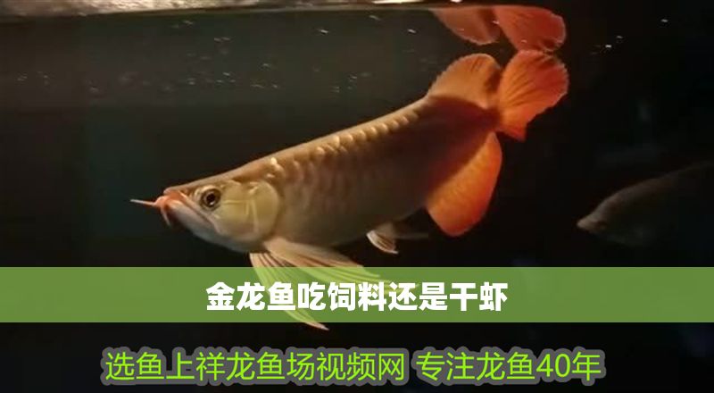 金龍魚吃飼料還是干蝦