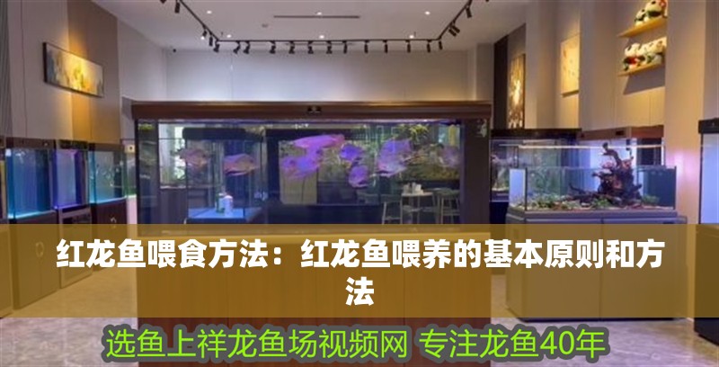 紅龍魚喂食方法:紅龍魚喂養的基本原則和方法 龍魚百科 第1張 紅龍魚喂食方法:紅龍魚喂養的基本原則和方法 紅龍魚喂食方法:紅龍魚喂養的基本原則和方法 龍魚百科 第1張