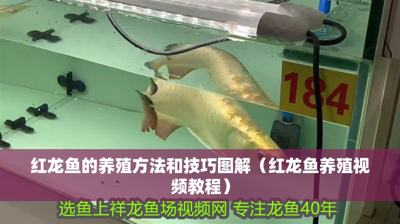 紅龍魚(yú)的養(yǎng)殖方法和技巧圖解（紅龍魚(yú)養(yǎng)殖視頻教程）