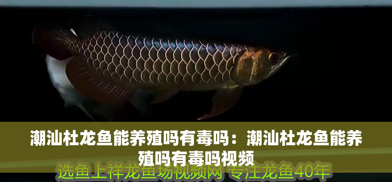 潮汕杜龍魚能養殖嗎有毒嗎：潮汕杜龍魚能養殖嗎有毒嗎視頻