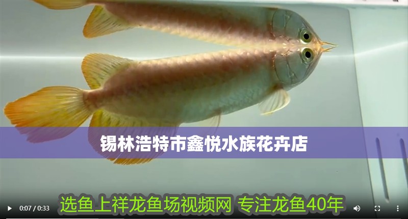 錫林浩特市鑫悅水族花卉店 錫林浩特市鑫悅水族花卉店 全國水族館企業名錄 第2張