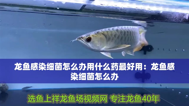 龍魚感染細菌怎么辦用什么藥最好用：龍魚感染細菌怎么辦