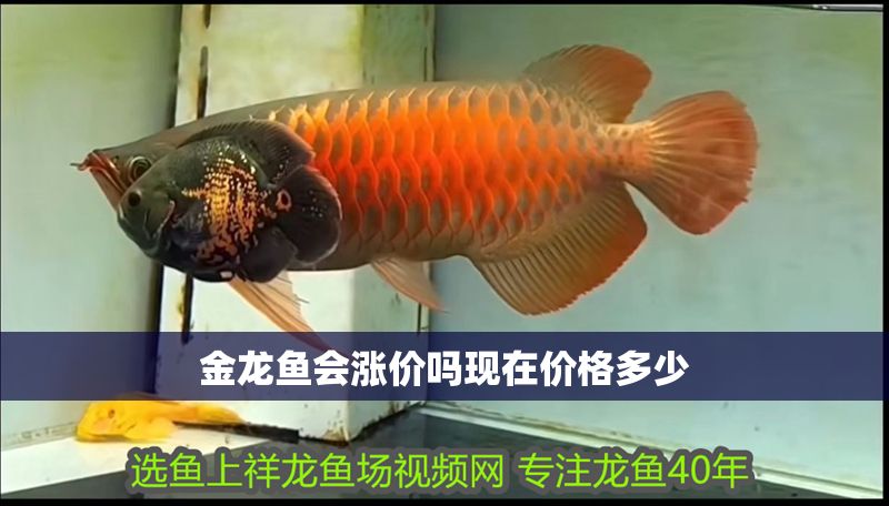 金龍魚會漲價嗎現在價格多少